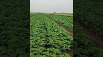 خسائر الإنتاج.. دراسة توضح أثر موجات الصقيع على جودة محصول البطاطس وقيمته التسويقية